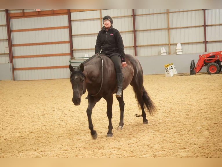 American Quarter Horse Gelding 8 years 15,1 hh Black in Fresno, OH