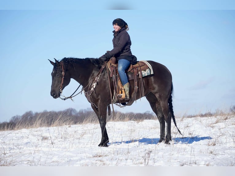 American Quarter Horse Gelding 8 years 15,1 hh Black in Fresno, OH