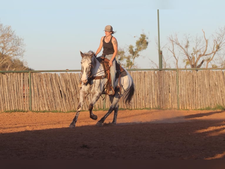 American Quarter Horse Gelding 8 years 15.1 hh Black in Lipan TX