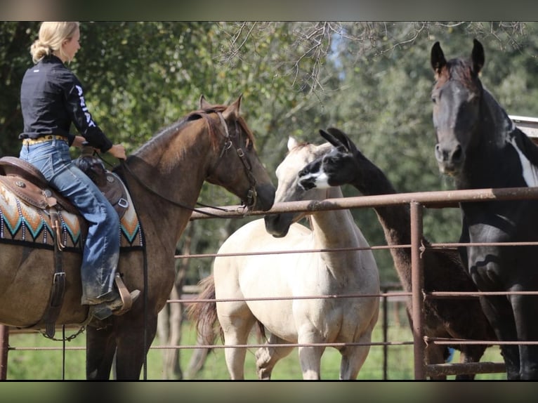 American Quarter Horse Gelding 8 years 15.1 hh Buckskin in Athens