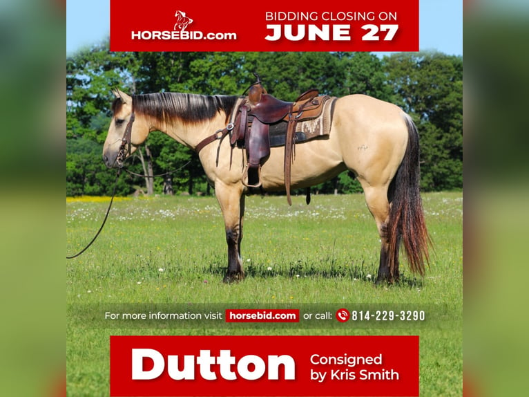 American Quarter Horse Gelding 8 years 15,1 hh Buckskin in Claion, PA