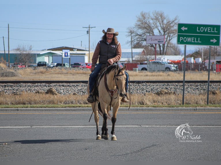 American Quarter Horse Gelding 8 years 15,1 hh Buckskin in Cody