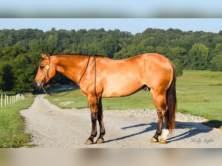 American Quarter Horse Gelding 8 years 15,1 hh Buckskin in Greenville, KY