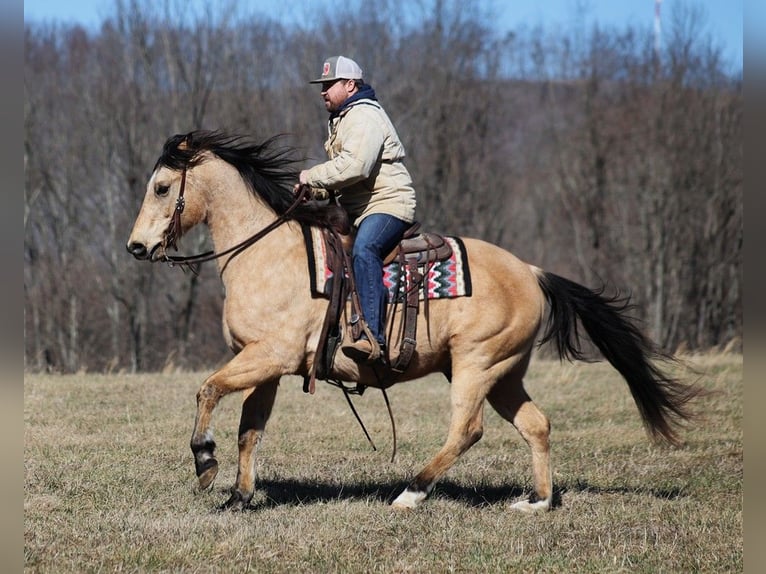 American Quarter Horse Gelding 8 years 15,1 hh Buckskin in Brodhead KY