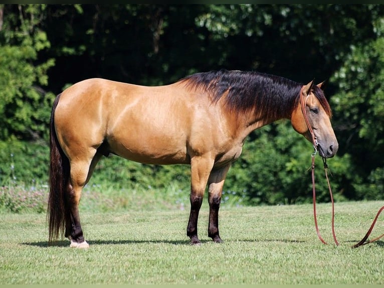 American Quarter Horse Gelding 8 years 15,1 hh Buckskin in Level Green KY