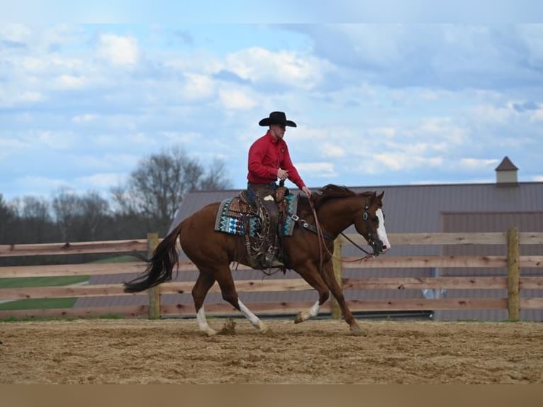 American Quarter Horse Gelding 8 years 15,1 hh Chestnut in Jackson OH