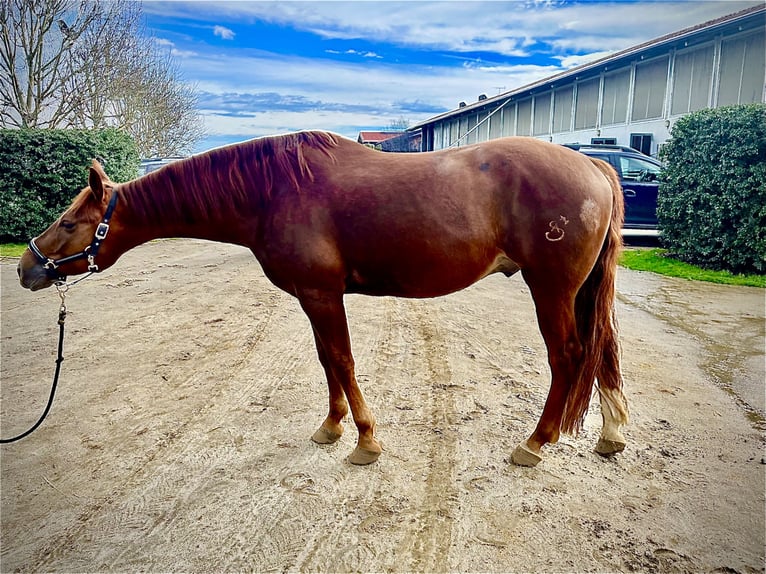 American Quarter Horse Gelding 8 years 15.1 hh Chestnut in Gorzano