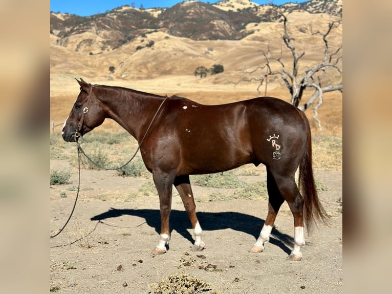 American Quarter Horse Gelding 8 years 15,1 hh Chestnut in Bitterwater CA