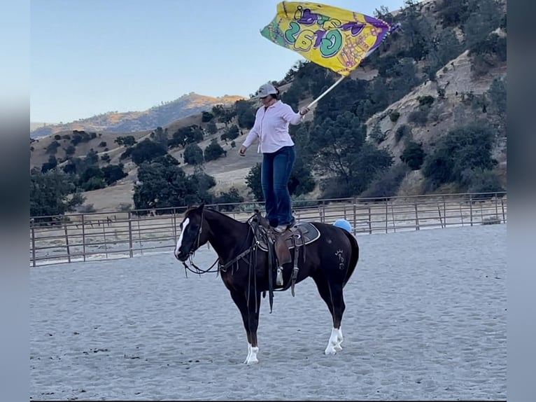 American Quarter Horse Gelding 8 years 15,1 hh Chestnut in Bitterwater CA