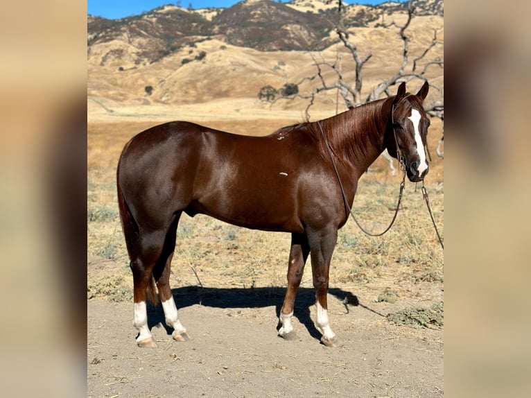 American Quarter Horse Gelding 8 years 15,1 hh Chestnut in Bitterwater CA