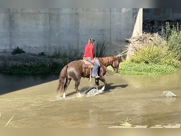 American Quarter Horse Gelding 8 years 15,1 hh Chestnut in Bitterwater CA