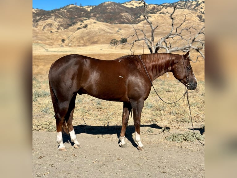 American Quarter Horse Gelding 8 years 15,1 hh Chestnut in Bitterwater CA