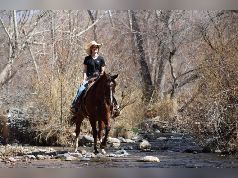 American Quarter Horse Gelding 8 years 15,1 hh Chestnut in Camp Verde AZ