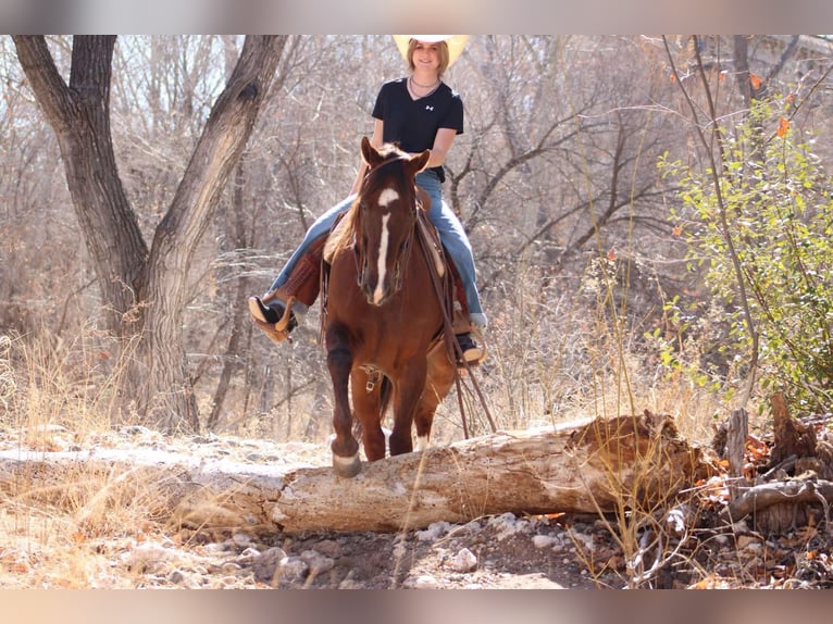 American Quarter Horse Gelding 8 years 15,1 hh Chestnut in Camp Verde AZ