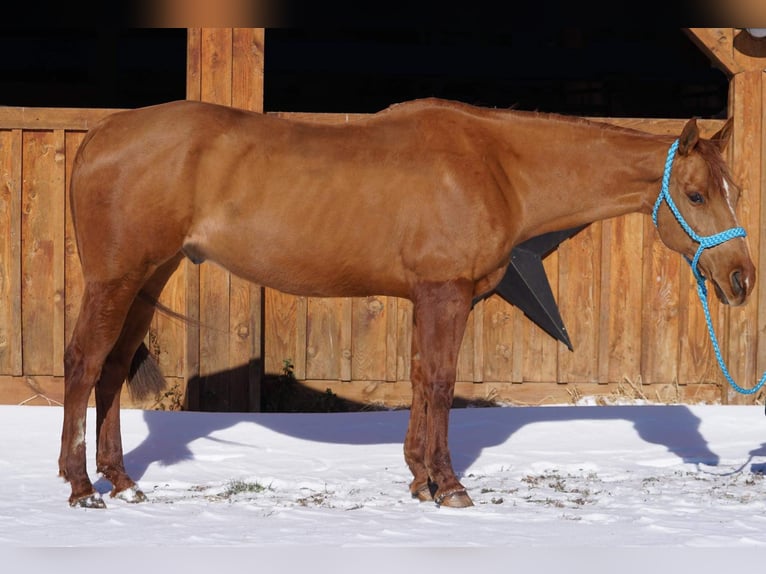 American Quarter Horse Gelding 8 years 15,1 hh Chestnut in Jersey Shore PA