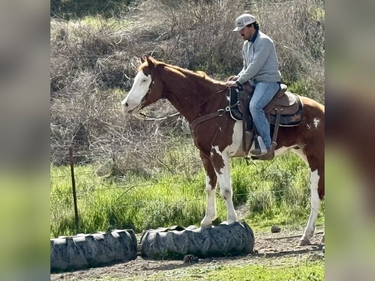 American Quarter Horse Gelding 8 years 15.1 hh Chestnut in King City CA