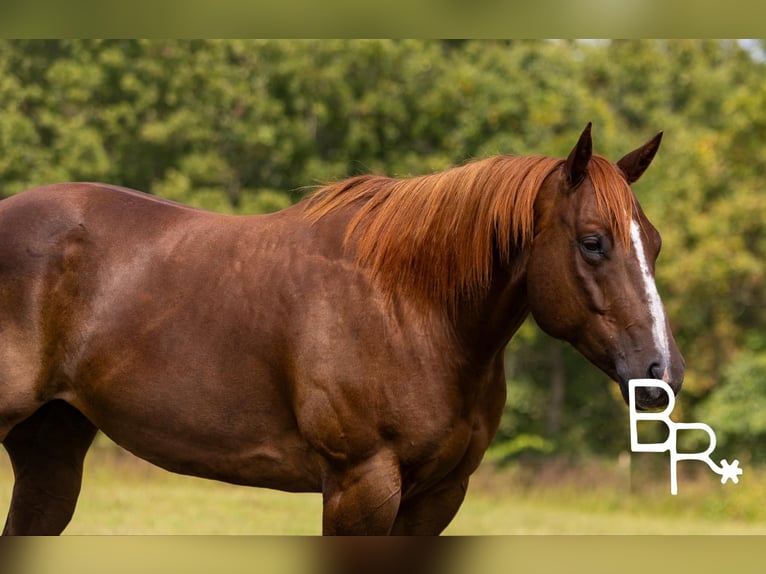 American Quarter Horse Gelding 8 years 15.1 hh Chestnut in Mountain Grove MO