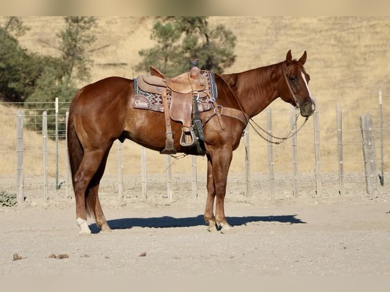 American Quarter Horse Gelding 8 years 15.1 hh Chestnut in Paicines CA