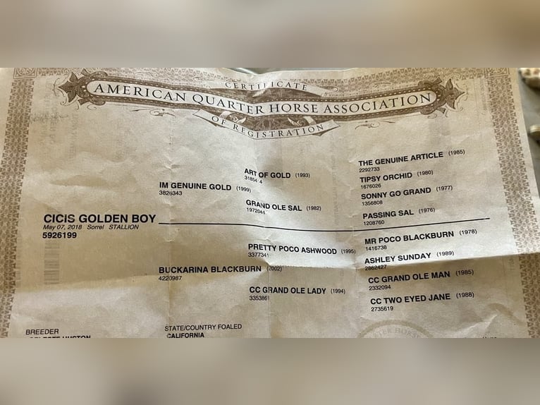 American Quarter Horse Gelding 8 years 15.1 hh Chestnut in Paicines CA