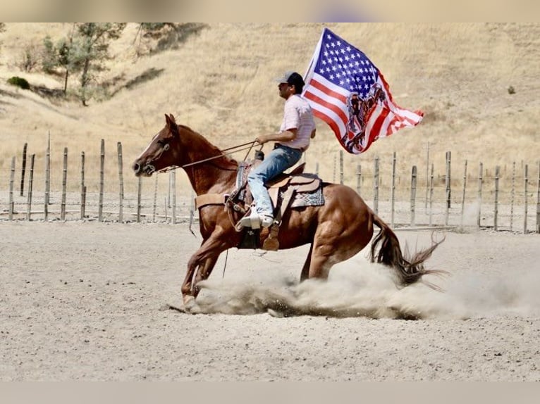 American Quarter Horse Gelding 8 years 15.1 hh Chestnut in Paicines CA