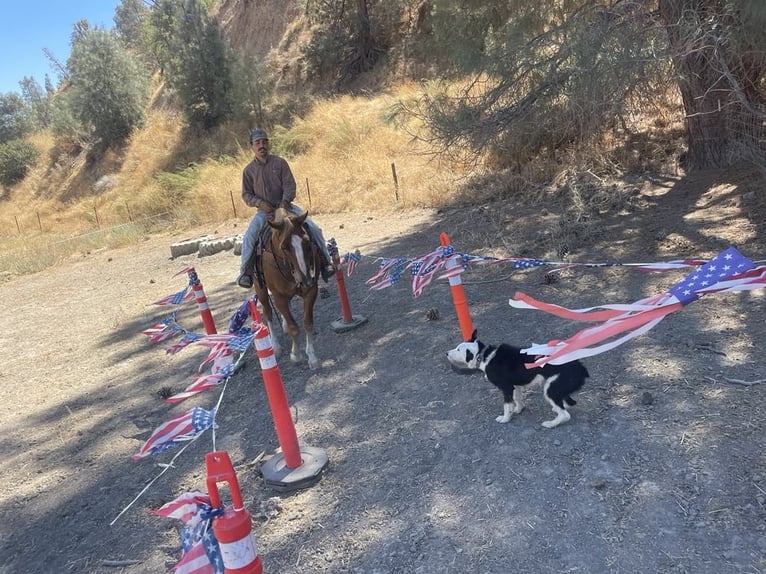 American Quarter Horse Gelding 8 years 15,1 hh Chestnut in Paicines CA