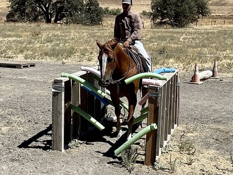 American Quarter Horse Gelding 8 years 15,1 hh Chestnut in Paicines CA