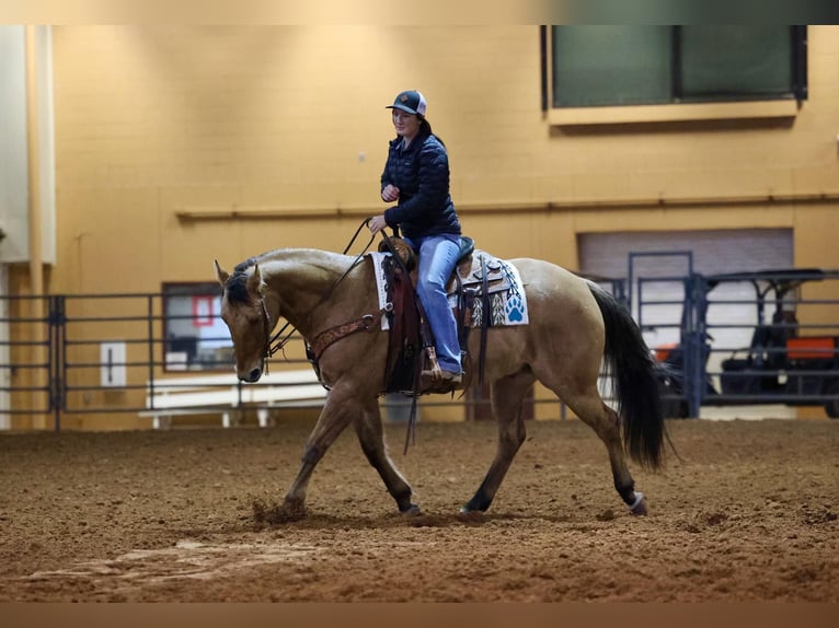 American Quarter Horse Gelding 8 years 15,1 hh Dun in Rusk TX