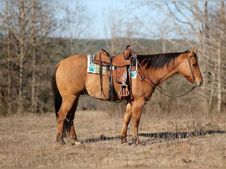 American Quarter Horse Gelding 8 years 15,1 hh Dun in Rusk TX