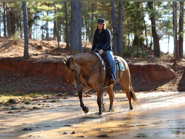 American Quarter Horse Gelding 8 years 15,1 hh Dun in Rusk TX