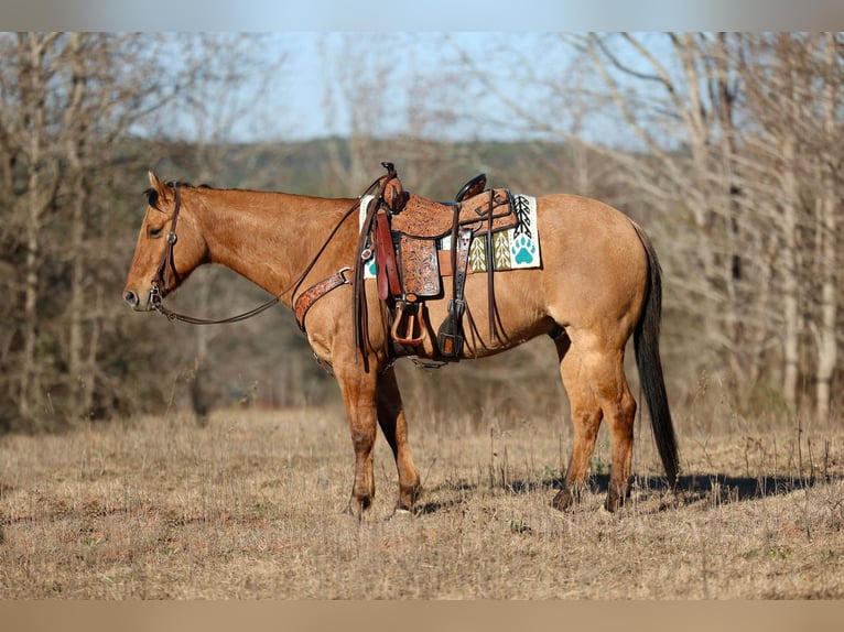 American Quarter Horse Gelding 8 years 15,1 hh Dun in Rusk TX