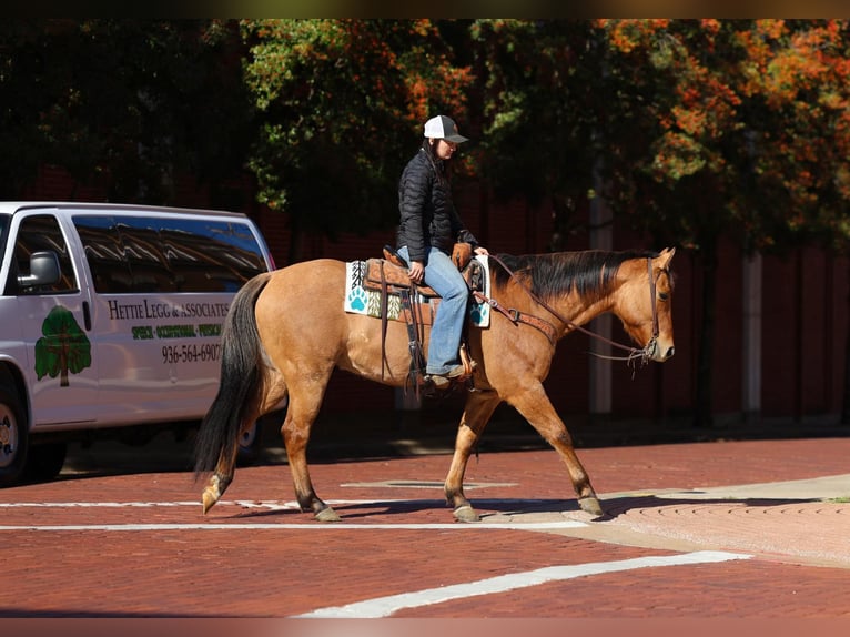 American Quarter Horse Gelding 8 years 15,1 hh Dun in Rusk TX