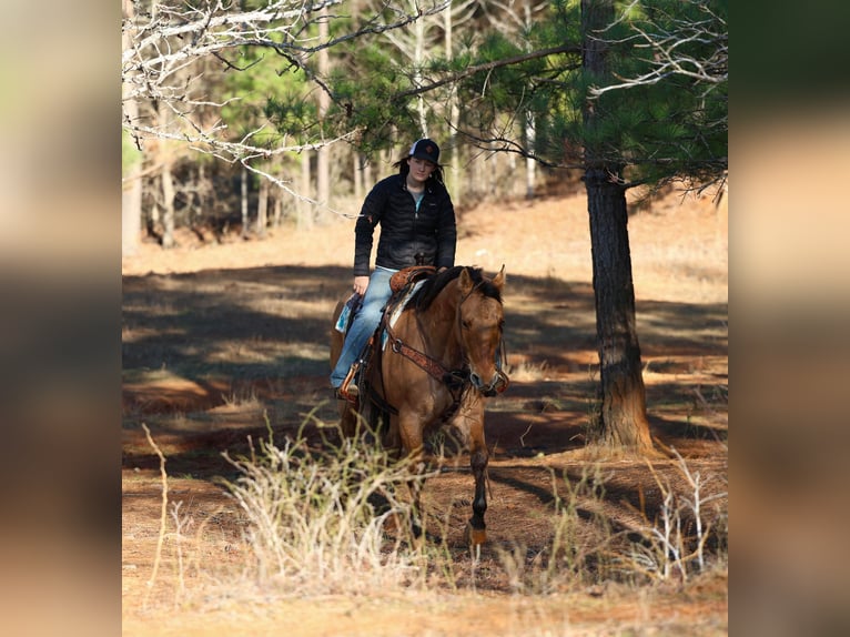 American Quarter Horse Gelding 8 years 15,1 hh Dun in Rusk TX