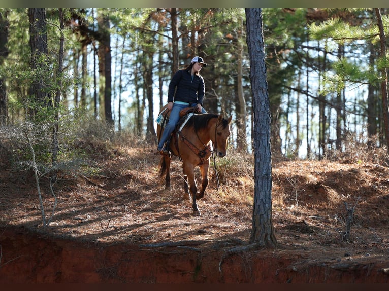 American Quarter Horse Gelding 8 years 15,1 hh Dun in Rusk TX