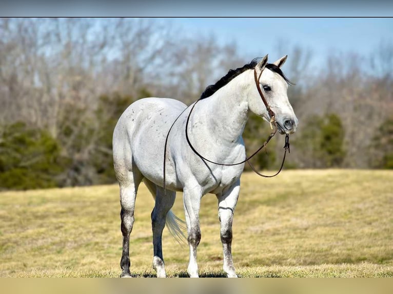 American Quarter Horse Gelding 8 years 15,1 hh Gray in Somerset, KY