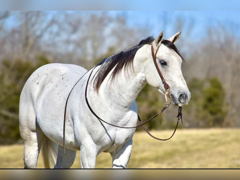 American Quarter Horse Gelding 8 years 15,1 hh Gray in Somerset, KY