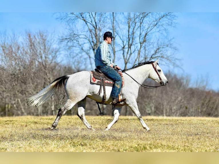 American Quarter Horse Gelding 8 years 15,1 hh Gray in Somerset, KY