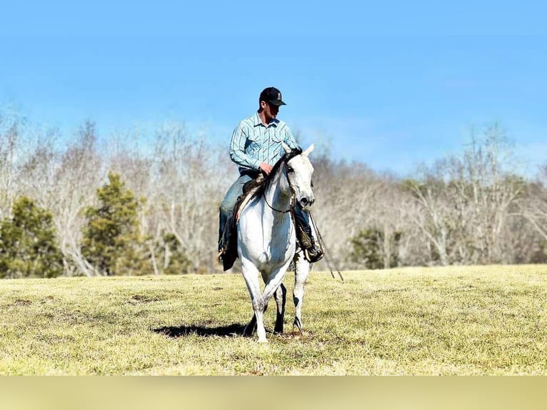 American Quarter Horse Gelding 8 years 15,1 hh Gray in Somerset, KY