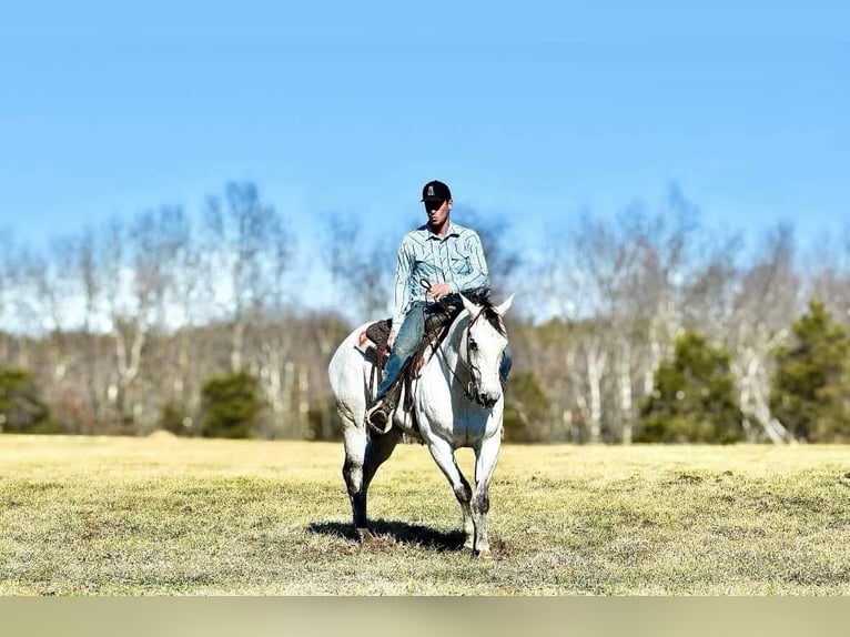 American Quarter Horse Gelding 8 years 15,1 hh Gray in Somerset, KY