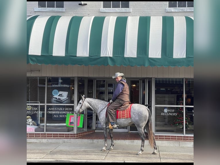 American Quarter Horse Gelding 8 years 15,1 hh Gray-Dapple in Sandston VA