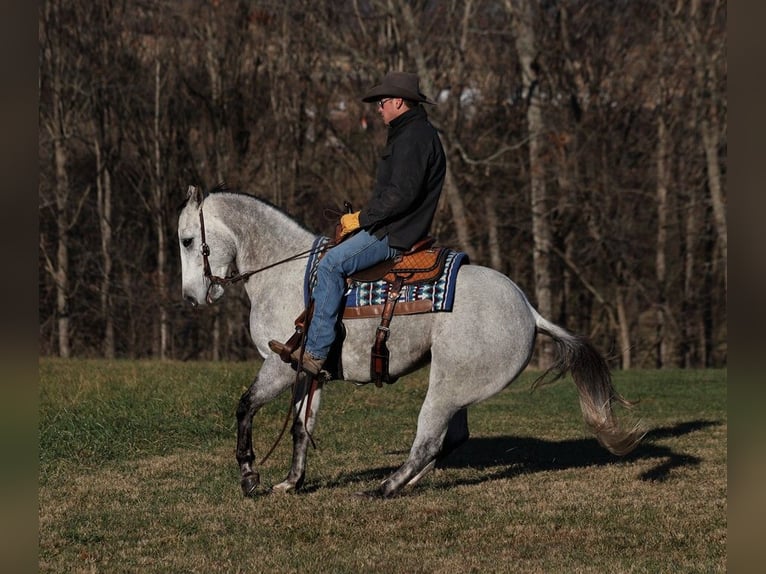 American Quarter Horse Gelding 8 years 15,1 hh Gray-Dapple in Somerset