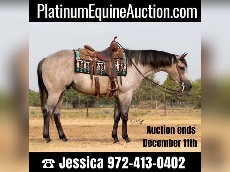 American Quarter Horse Gelding 8 years 15,1 hh Gray-Dapple in Ravenna TX