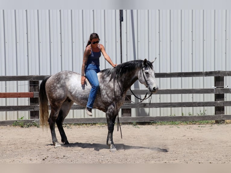 American Quarter Horse Gelding 8 years 15.1 hh Grey-Dapple in Pleasant Grove CA