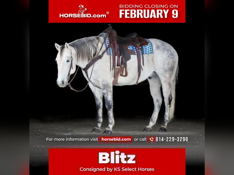 American Quarter Horse Gelding 8 years 15.1 hh Grey in Clarion