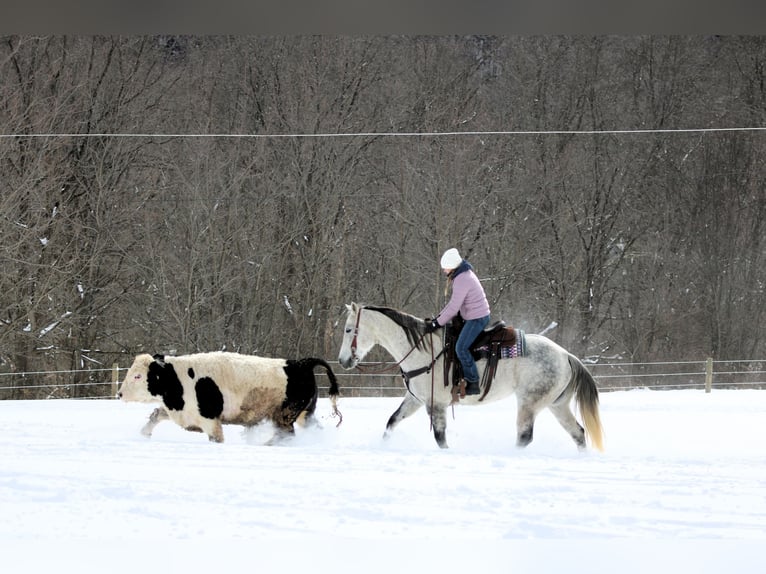 American Quarter Horse Gelding 8 years 15.1 hh Grey in Clarion