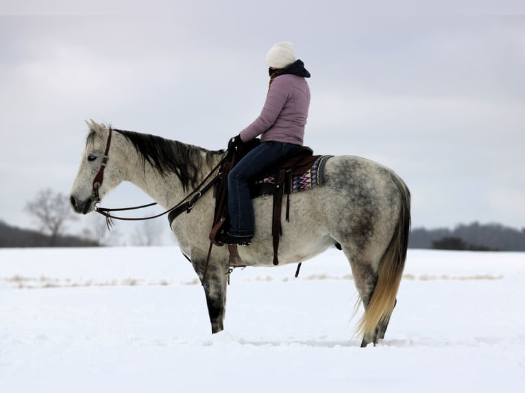 American Quarter Horse Gelding 8 years 15.1 hh Grey in Clarion