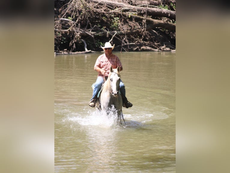 American Quarter Horse Gelding 8 years 15.1 hh Grey in Charleston