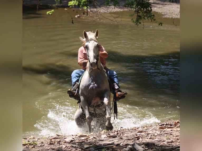 American Quarter Horse Gelding 8 years 15.1 hh Grey in Charleston