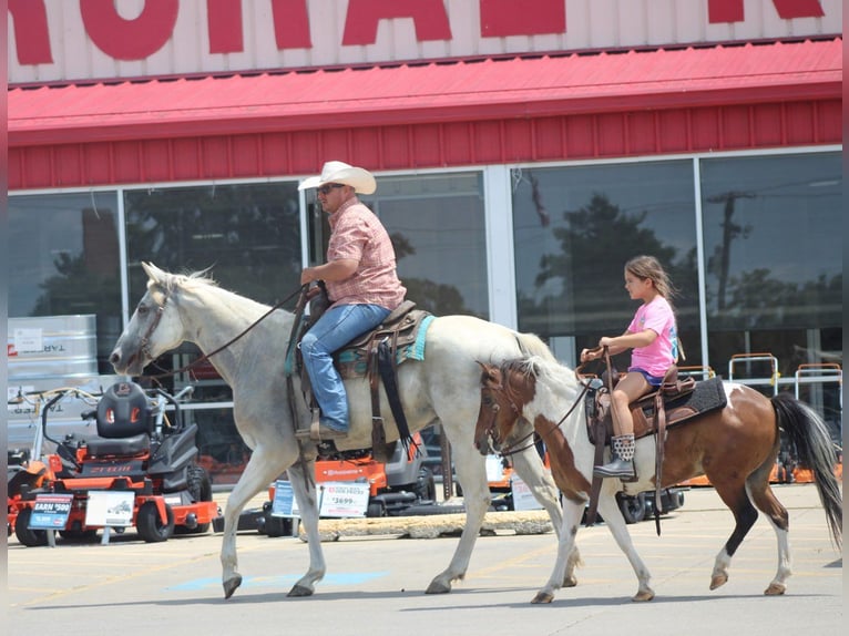 American Quarter Horse Gelding 8 years 15.1 hh Grey in Charleston