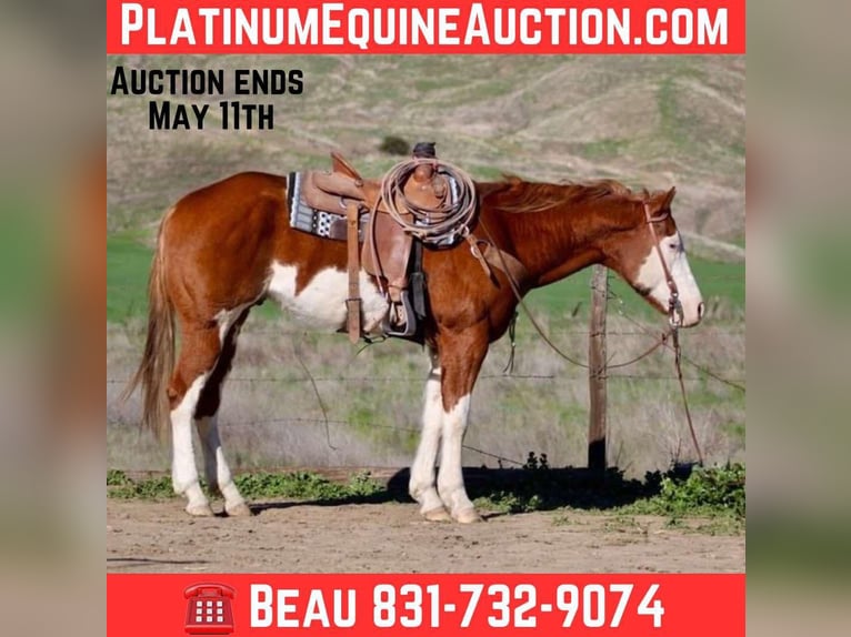 American Quarter Horse Gelding 8 years 15.1 hh Overo-all-colors in King City CA