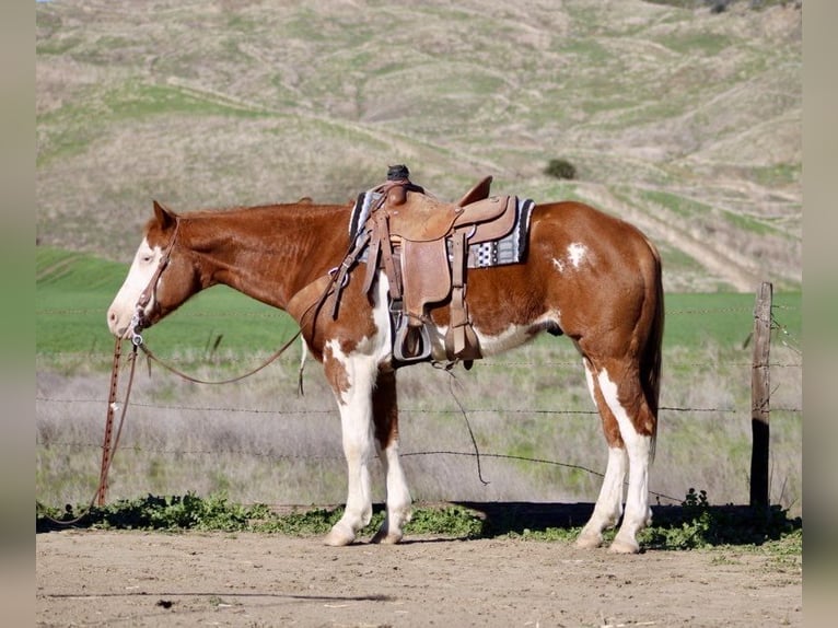 American Quarter Horse Gelding 8 years 15.1 hh Overo-all-colors in King City CA